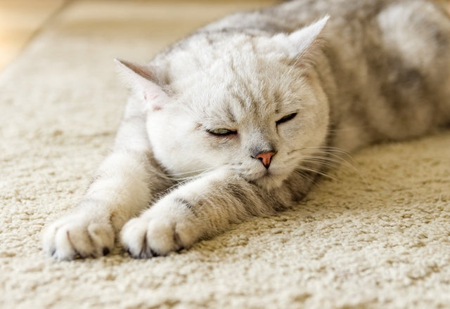 猫の毛づやが悪いのは、老化やお手入れ不足だけではない。考えられる病気とは？［獣医師アドバイス］