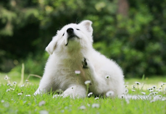 体のかゆみは犬にとってストレスに。原因を突き止め、適切な処置を行うことが重要！［獣医師アドバイス］