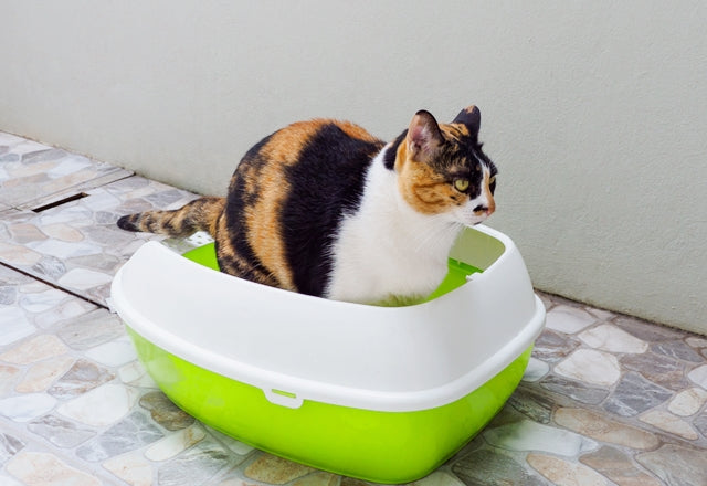 猫は便秘になりやすい動物。慢性化させないためにも獣医師と相談してしっかりケアを［獣医師アドバイス］