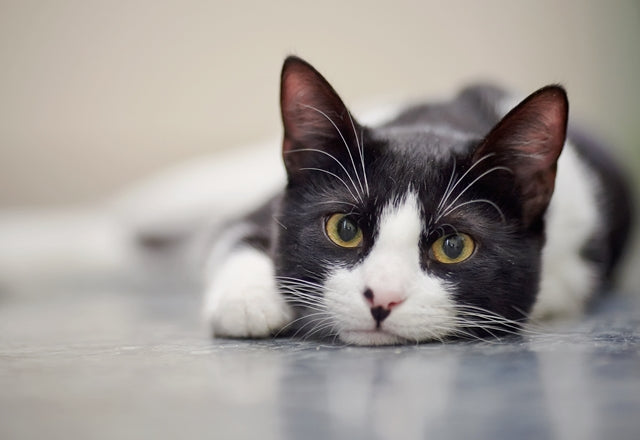 猫の下痢、原因はストレス？誤飲？様子をきちんとチェックして病院へいこう！［獣医師アドバイス］