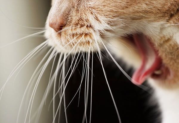 猫は「よく吐く」という思い込みは危険。頻繁に吐くときは病院でしっかり原因究明を！［獣医師アドバイス］