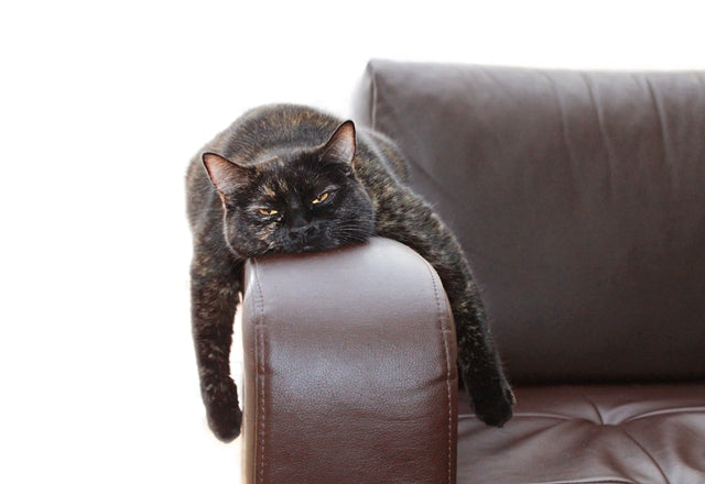 食欲がない。成猫が1日以上何も食べないときには動物病院へ連れていこう［獣医師アドバイス］