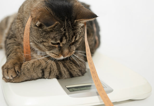 「食べていれば安心」は過信。食欲があってよく食べるのにやせていく時には要注意！［獣医師アドバイス］