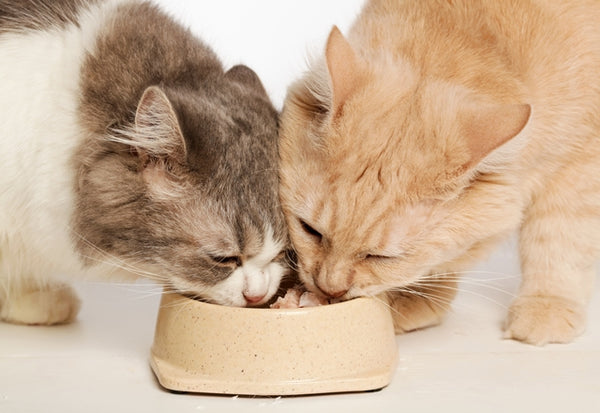 猫も肥満は大敵。食欲が異常にありすぎて太る場合は病気の可能性も！［獣医師アドバイス］