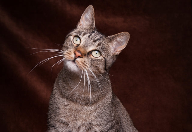 首をかしげる、頭を振るときは耳か脳のトラブルの疑いが！必ず動物病院を受診しよう［獣医師アドバイス］