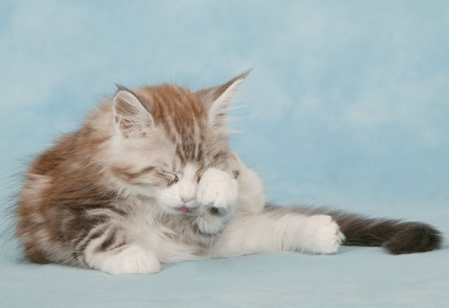 猫の目やに、どの状態が異常？ 目やに・涙は 目のトラブルだけでなく感染症の疑いも！［獣医師アドバイス］