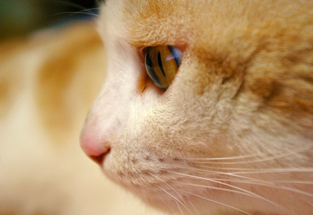 目の色がいつもと違うと感じたら要注意。放置すれば失明のおそれも！［獣医師アドバイス］