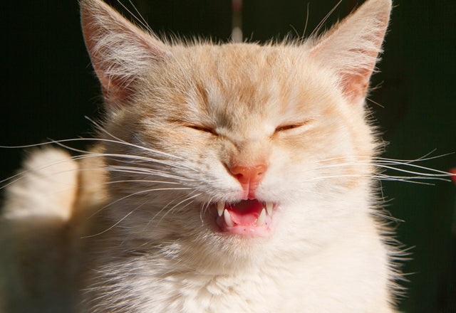 くしゃみやせき、「たかが猫風邪」と油断しないで、動物病院でしっかり治療を！［獣医師アドバイス］