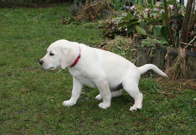 おしっこが出にくい状態が長く続くのは危険。すみやかに動物病院で受診を［獣医師アドバイス］