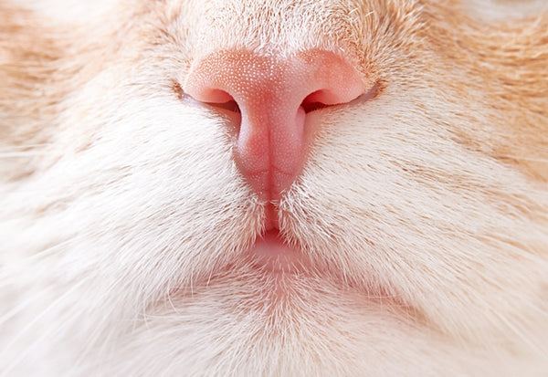 猫もつらい鼻水、鼻づまり。ニオイが嗅げずに食欲不振になることも。［獣医師アドバイス］