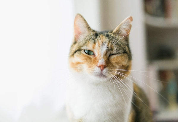 猫の鼻血は異常事態。傷、鼻炎、腫瘍、それとも内科系の病気から？［獣医師アドバイス］