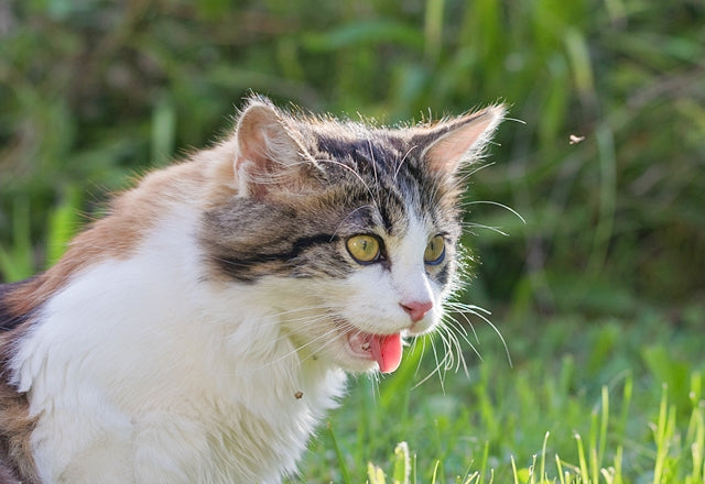 猫の呼吸が速かったり、息が荒かったりは危険な状態！一刻も早く動物病院へ［獣医師アドバイス］