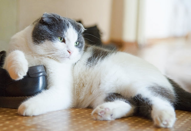 食べ過ぎや肥満でもないのに、猫のお腹がふくれていたらすぐに動物病院へ！［獣医師アドバイス］
