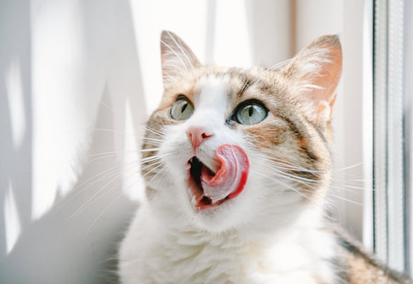 猫はもともと唾液が少ない。よだれを垂らしていたら、口腔内のトラブルや内臓の病気かも［獣医師アドバイス］