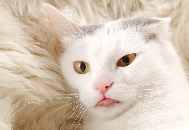 愛猫の口のニオイ。最も多いのは歯周病や口内炎、でも内臓の病気の可能性も［獣医師アドバイス］