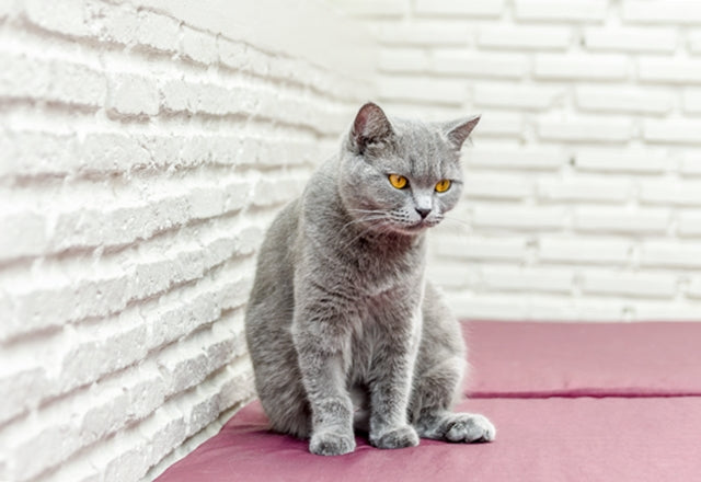 猫がお尻を地面にこすりつけたり、お尻のニオイが気になるときは・・・肛門のうをチェック！［獣医師アドバイス］