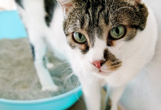 猫がこだわる理想のトイレ環境とは？健康管理のために排せつ物はここをチェックしよう！［獣医師アドバイス］