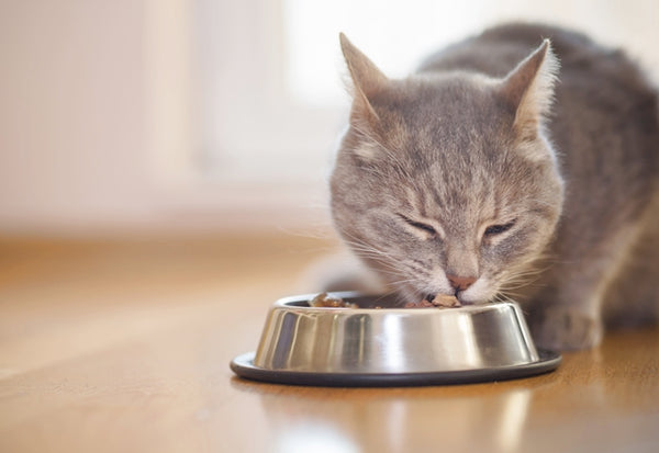 愛猫の健康を支える「食事」の選び方・与え方とは？［獣医師アドバイス］