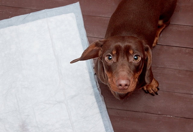 おしっこは健康のバロメーター。いつもと色が違うときは適切な処置を行うことが重要！［獣医師アドバイス］