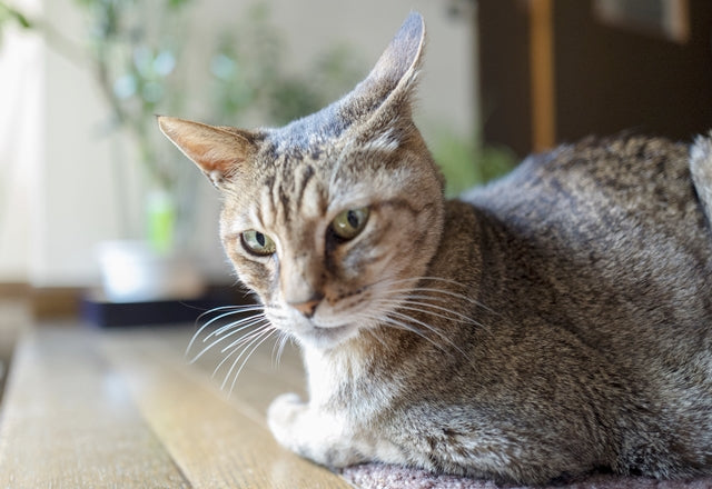 猫の高齢は何歳から？シニア期の健康管理と生活ケア［獣医師アドバイス］