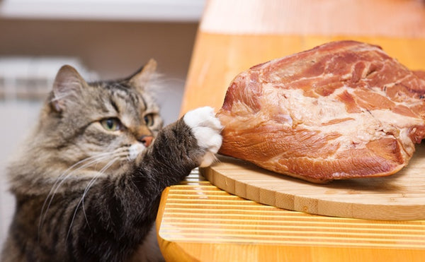 猫は犬よりも肉食傾向。でも、肉や魚の切り身だけでは生きられない！［獣医師アドバイス］