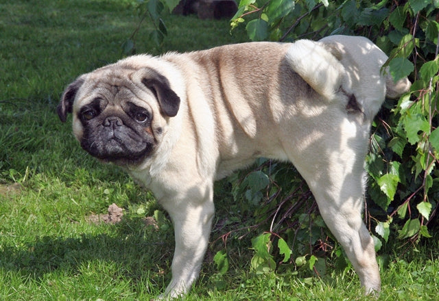 おしっこは出ていれば大丈夫？量が多いのは病気のサイン。動物病院で相談しよう［獣医師アドバイス］