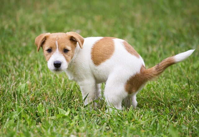 ちょうどいいウンチの色や硬さは？ 普段からきちんと観察して異常を早期発見［獣医師アドバイス］