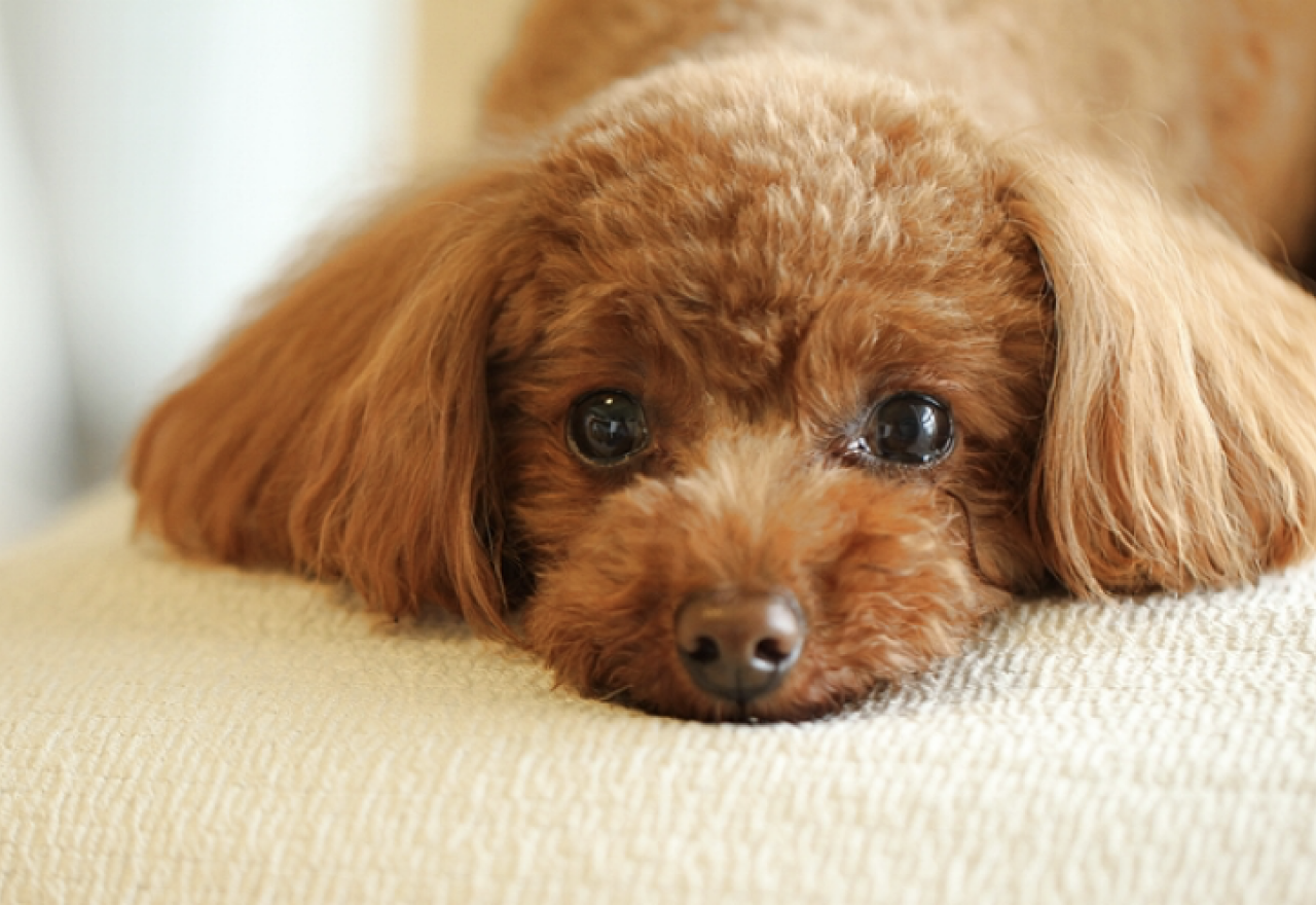 犬の下痢、原因はストレス？誤飲？様子をきちんとチェック して病院へいこう！［獣医師アドバイス］